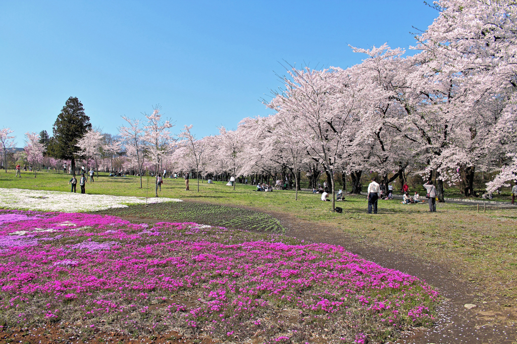 赤城山の千本桜