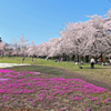 赤城山の千本桜