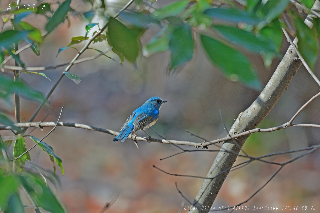 青い鳥