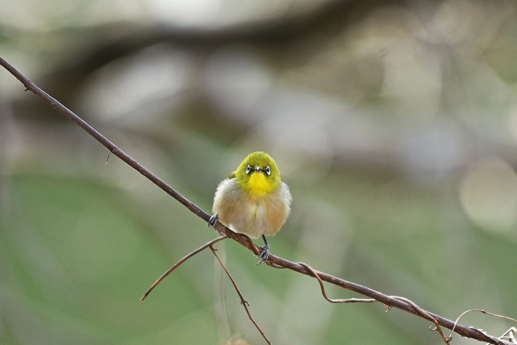 カメラ目線で･･･。