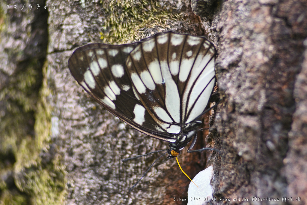 思いがけない所で・・・。