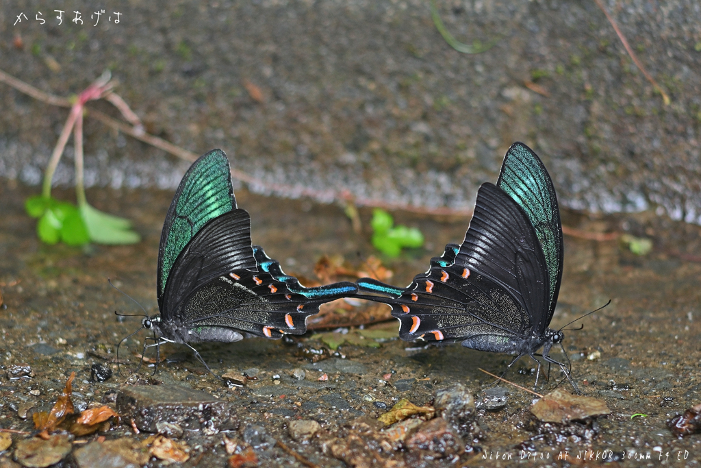 給水するカラスアゲハ