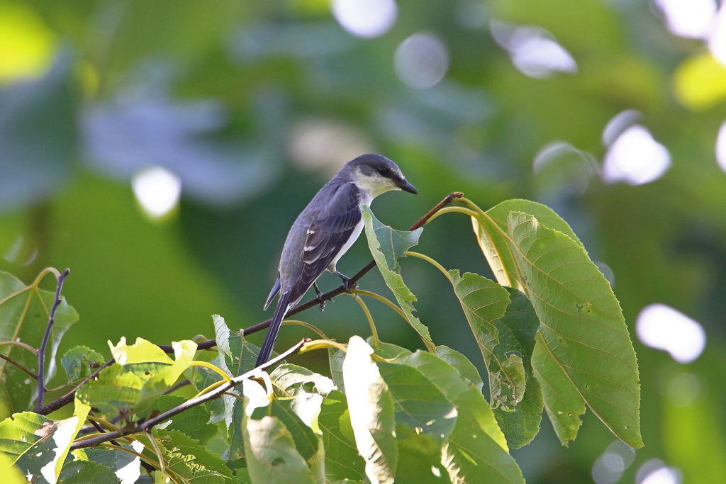 城峯公園のサンショウクイ