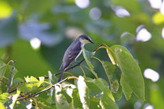 城峯公園のサンショウクイ