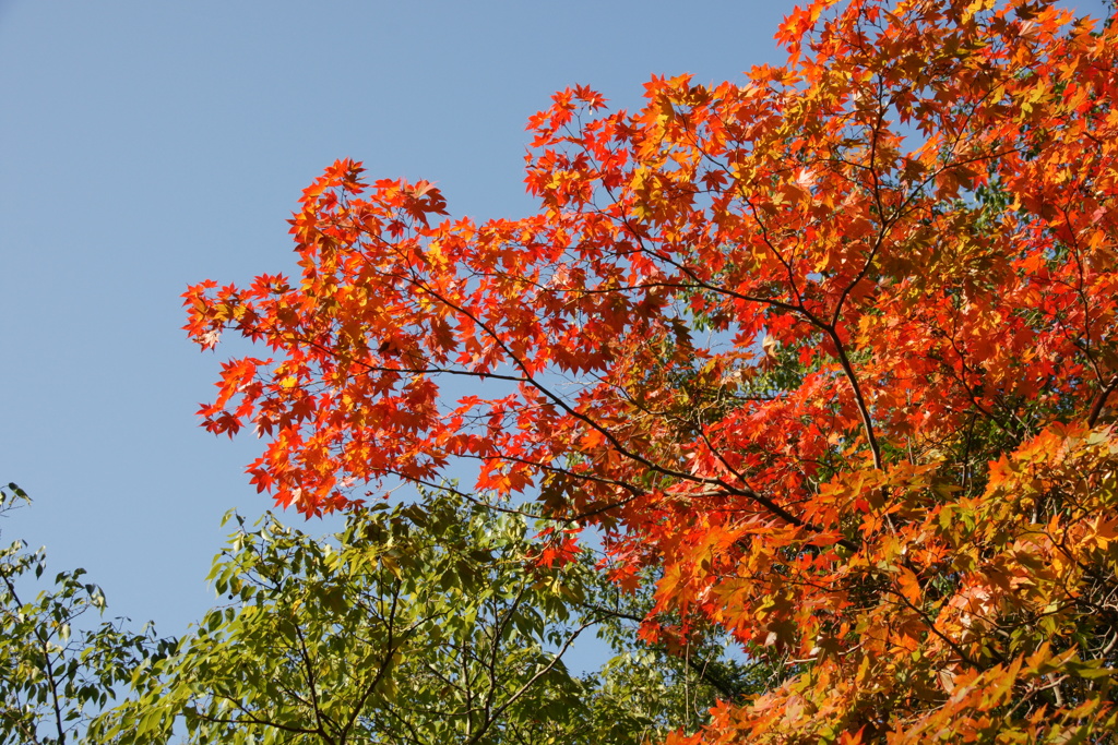 青空と紅葉