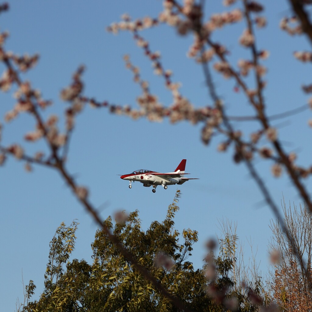 今年のさくら