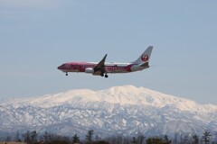 さくらジンベイ