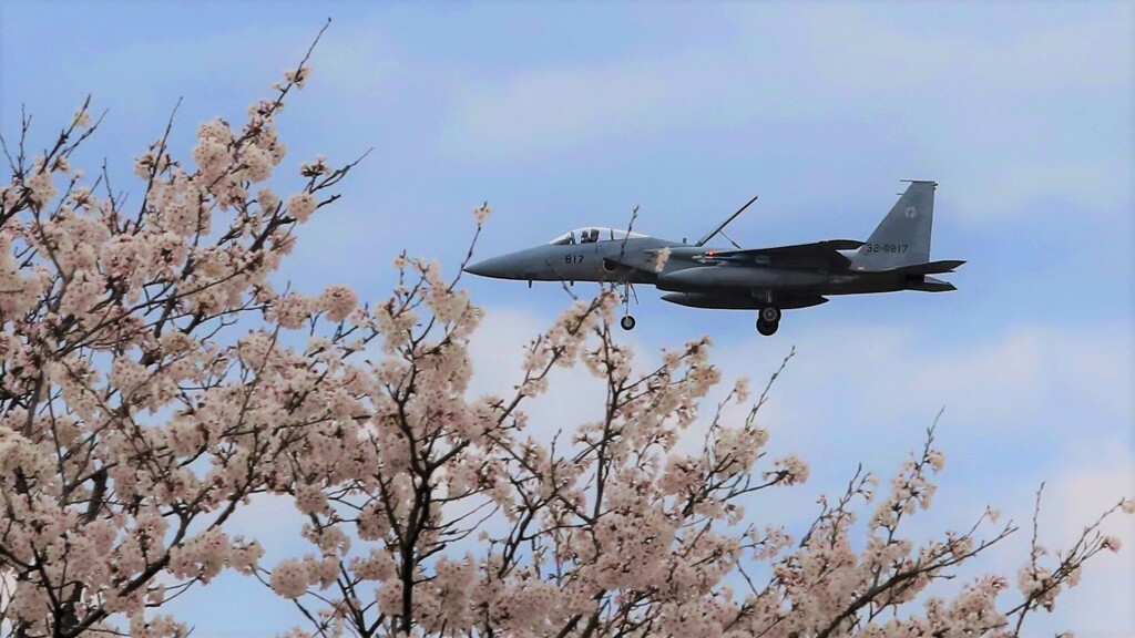 桜一人旅