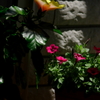 自宅の花たち