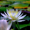 散歩道　花