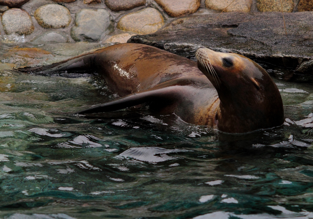 神戸王子動物園のアシカ 