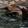 神戸王子動物園のアシカ 