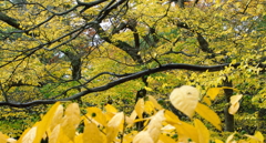 秋の八幡神社