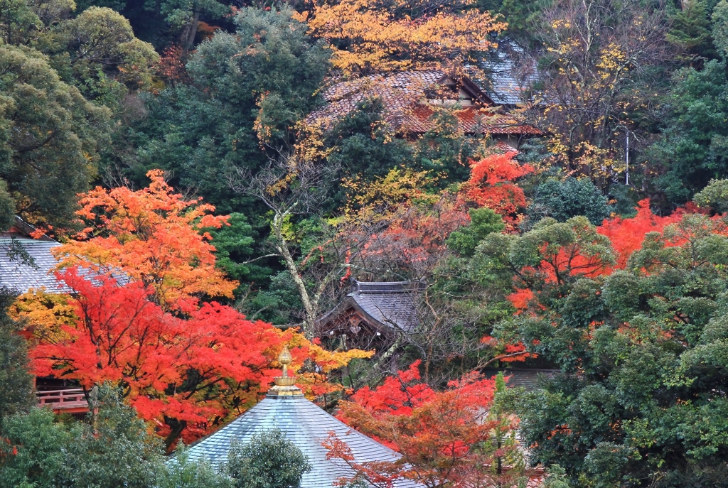 薬王院温泉寺の秋色