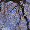 2019年吉野桜