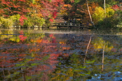 秋の長谷池