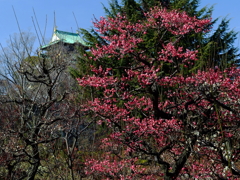 清香漂う大阪城梅林園の紅梅