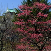 清香漂う大阪城梅林園の紅梅