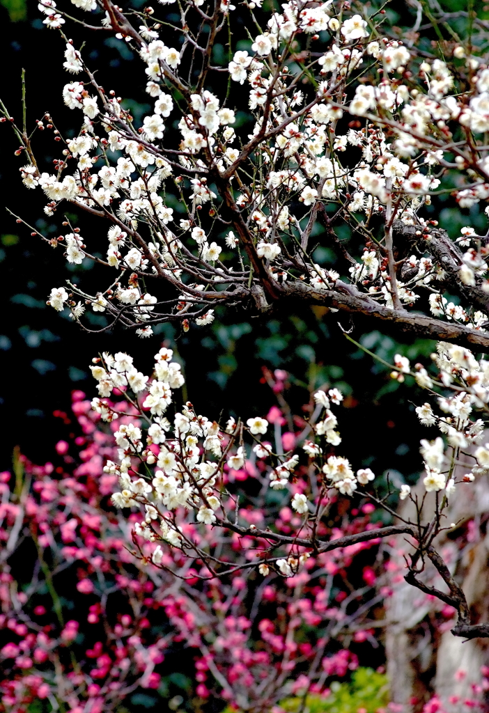 岡本梅林公園の梅
