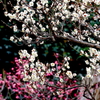 岡本梅林公園の梅