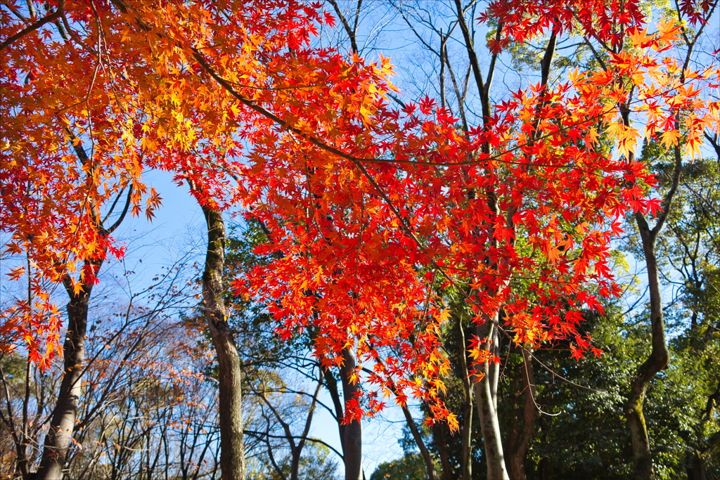 大阪城公園の名残紅葉