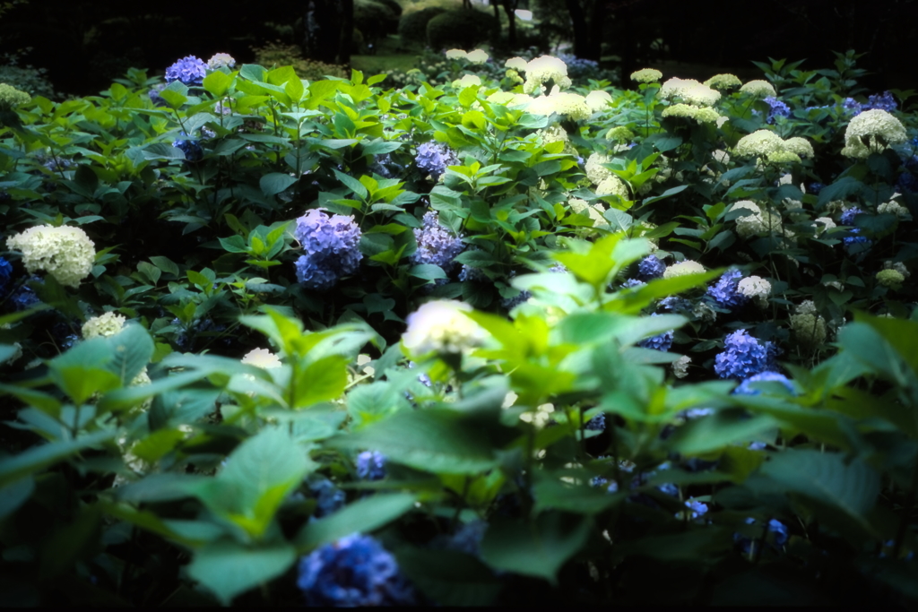 芦ノ湖畔に咲く紫陽花