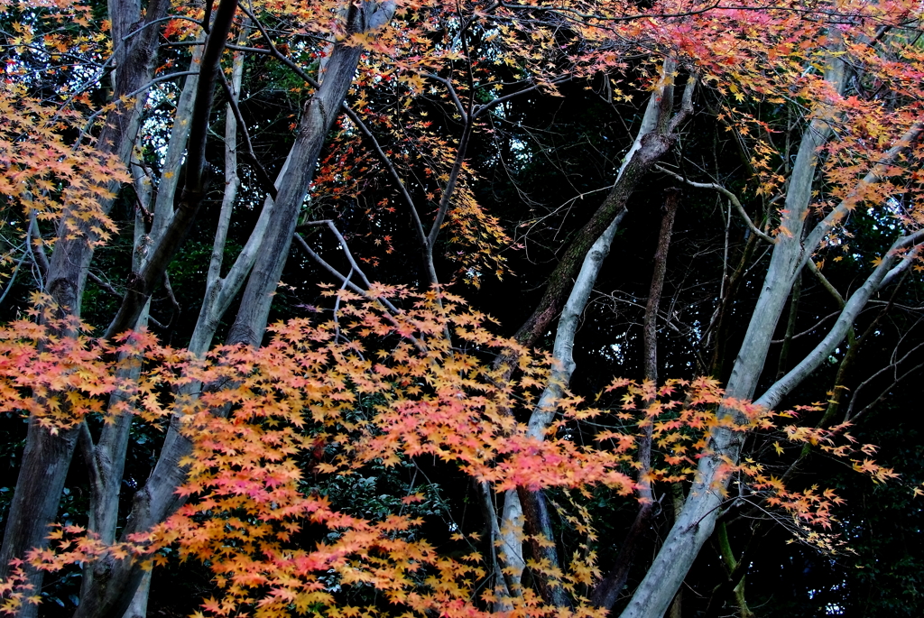 秋の名残りに佇む
