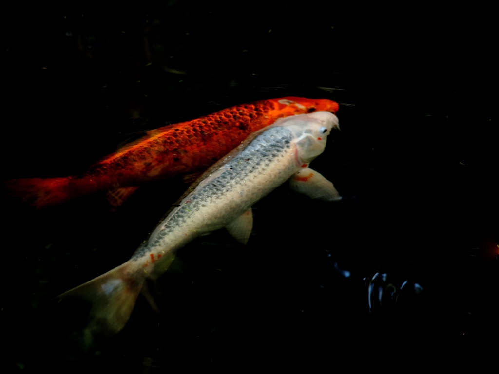 紅白の鯉