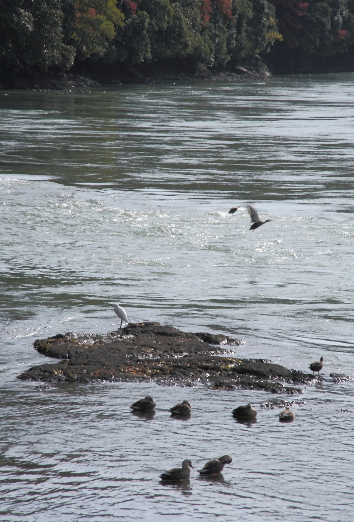 宇治川で寛ぐ晩秋の野鳥