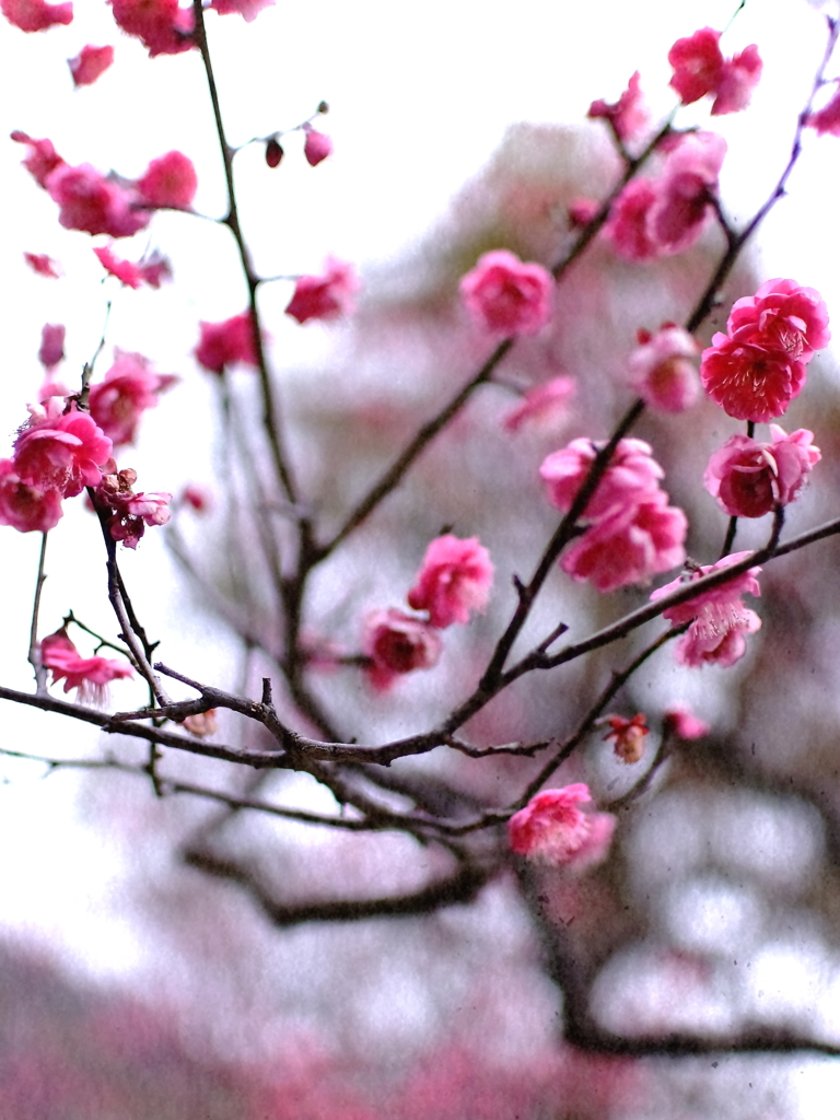 岡本梅林公園の早咲き紅梅