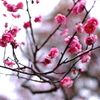 岡本梅林公園の早咲き紅梅