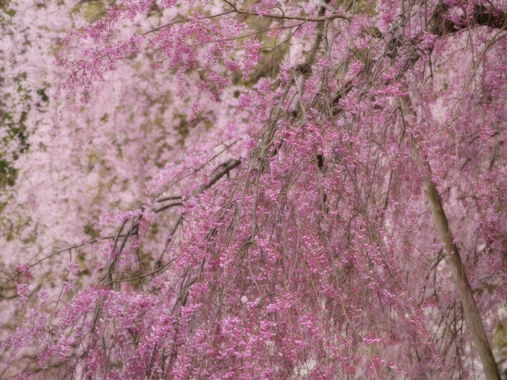 奥琵琶湖に咲く枝垂れ桜 