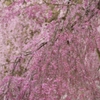 奥琵琶湖に咲く枝垂れ桜 