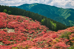 葛城山のつつじ園