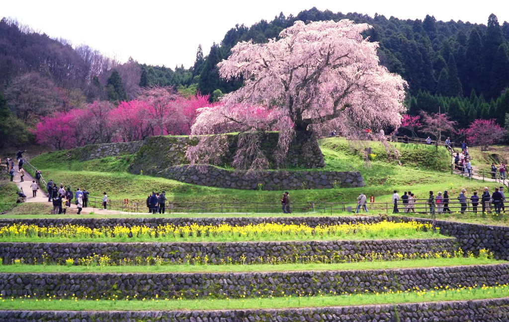 又兵衛桜の春宴