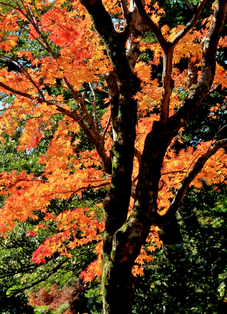 秋陽に映える兼六園の紅葉