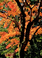 秋陽に映える兼六園の紅葉
