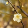 近所の公園に咲く白梅