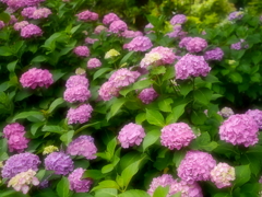 矢田寺に咲く紫陽花