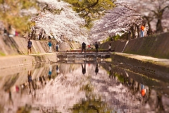 春の夙川