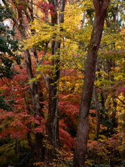秋色に染まる糺の森