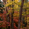 秋色に染まる糺の森