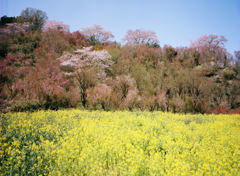 花見山公園の春