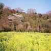 花見山公園の春
