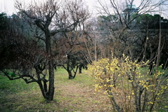 大阪城梅林園に早咲き蝋梅の香り漂う