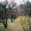 大阪城梅林園に早咲き蝋梅の香り漂う