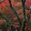 箕面の秋彩