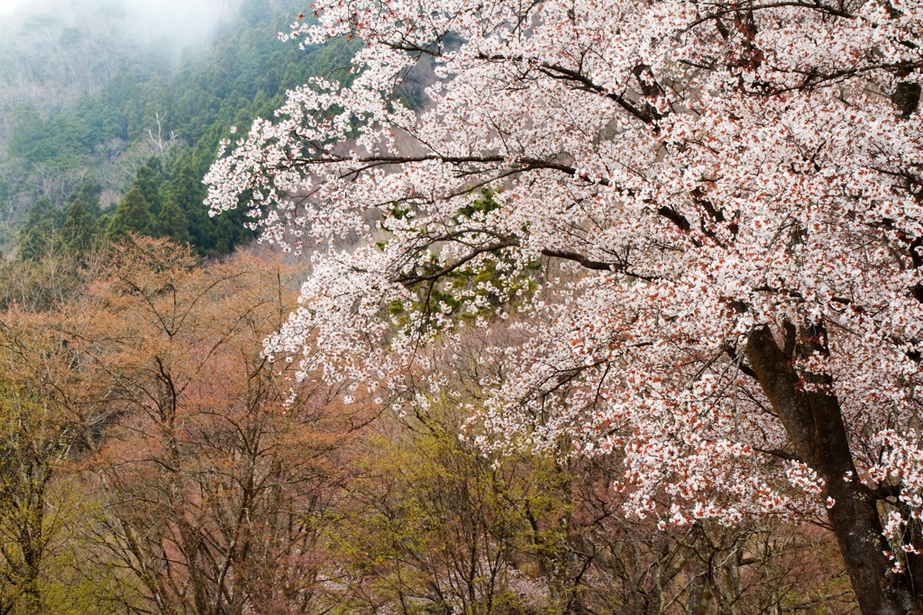 山里の春