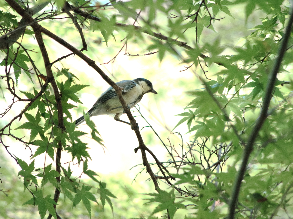 若いジョウビタキ