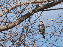 奥琵琶湖のツグミ
